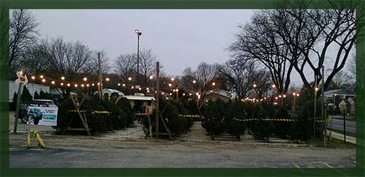 Tree sales lot